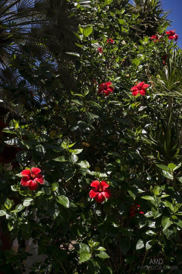 Los Flamingos Bed & Breakfast La Maddalena  Dış mekan fotoğraf